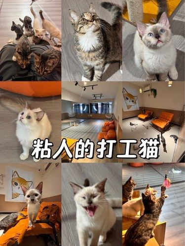 这一家都是粘人的猫咪