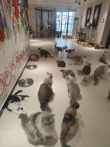 20几块钱就能撸猫一下午长沙物价感 人!!