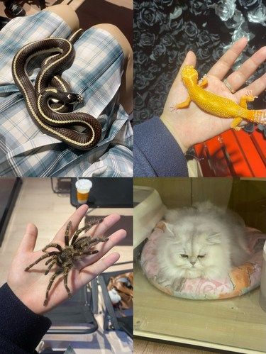 长沙冷血动物像小狗?!!