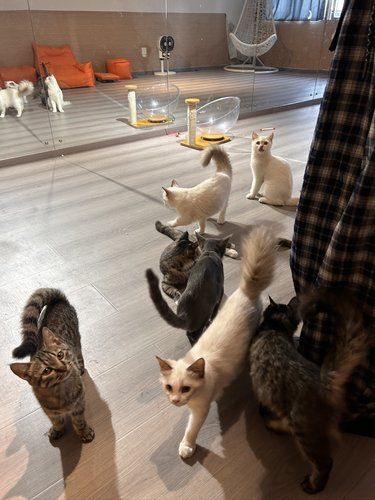 猫咪快乐时光记