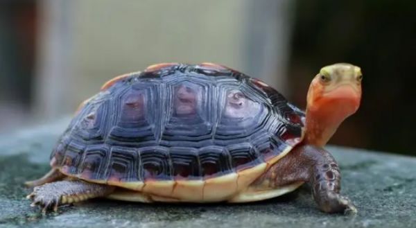 黄缘龟发色最好的龟粮