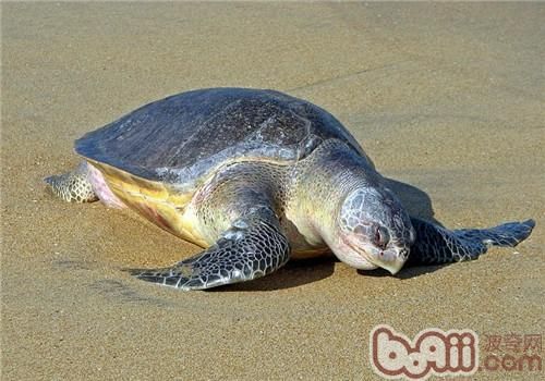 太平洋丽龟的品种简介