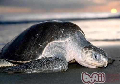 太平洋丽龟的生活环境