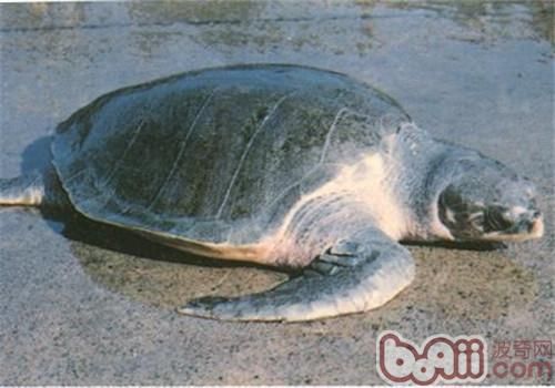 太平洋丽龟的外观特征