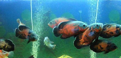 地鱼最适合喂什么食物？