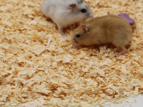 北京推荐工厂仓鼠木屑,仓鼠木屑