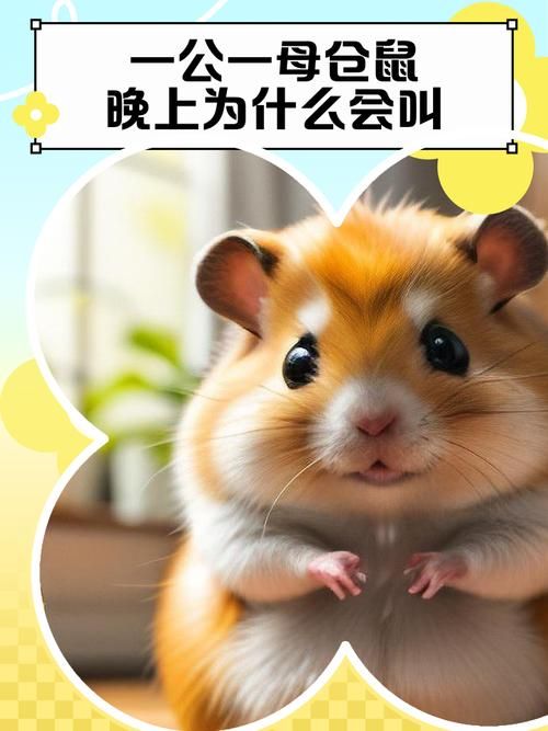 仓鼠晚上叫唤怎么回事_仓鼠夜间叫唤原因及解决方法