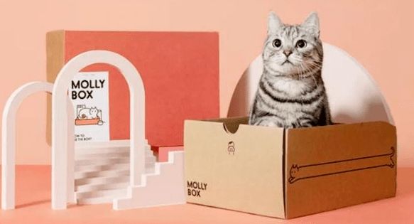 魔力猫盒完成2000万美元融资,今后的国内宠物电商该如何发展?