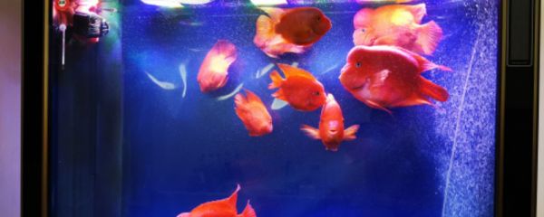 血鹦鹉鱼怎么繁殖