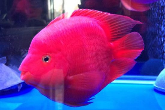 血鹦鹉鱼怎么繁殖