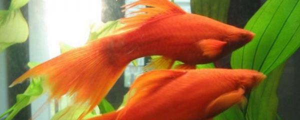 红剑鱼多长时间繁殖一次