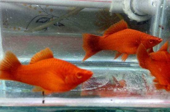 红剑鱼多长时间繁殖一次