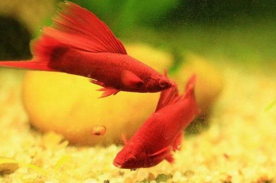 红剑鱼多长时间繁殖一次