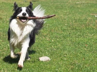 十大高智商犬种排名