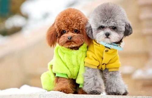 十大高智商犬种排名