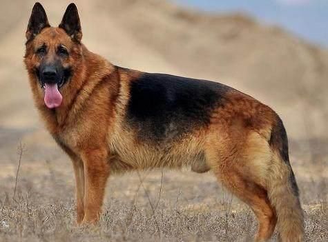 十大高智商犬种排名