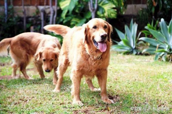十大高智商犬种排名