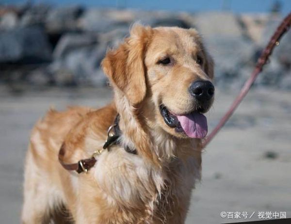 十大高智商犬种排名