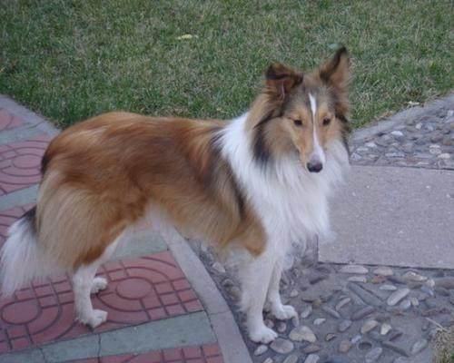 十大高智商犬种排名