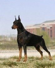 十大高智商犬种排名