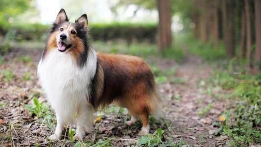 十大高智商犬种排名