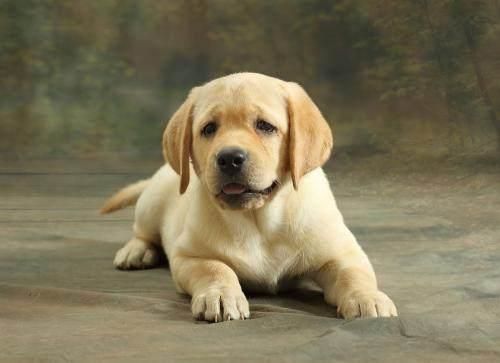 十大高智商犬种排名