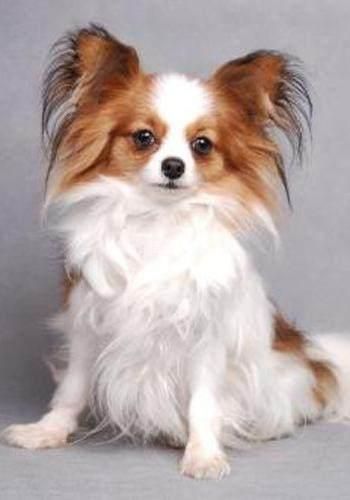 十大高智商犬种排名