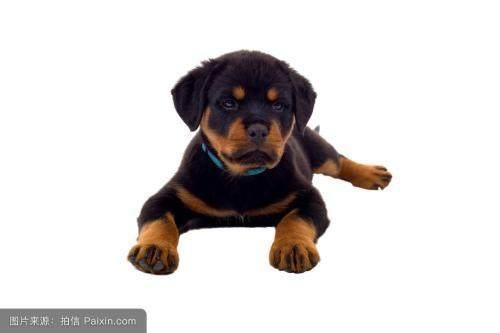 十大高智商犬种排名