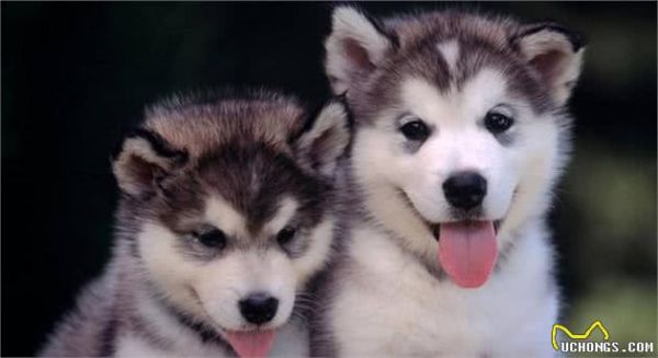 权威数据,狗的智商排行榜,你家狗子排第几