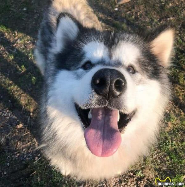 权威数据,狗的智商排行榜,你家狗子排第几