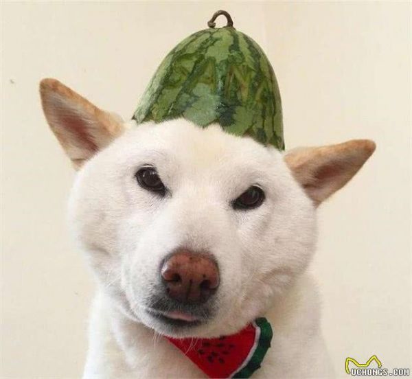 权威数据,狗的智商排行榜,你家狗子排第几