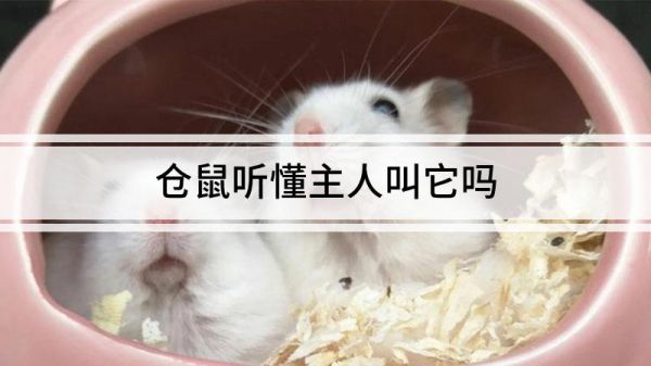 仓鼠听懂主人叫它吗