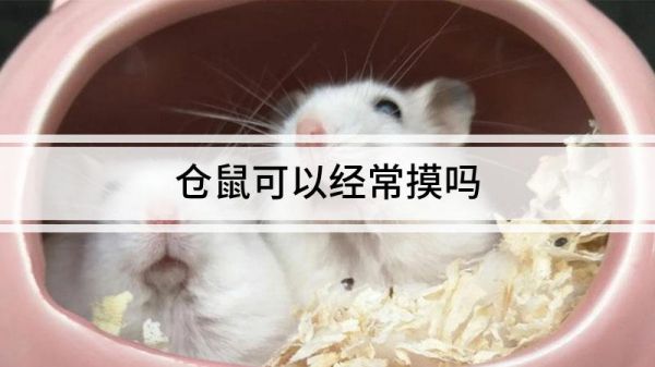 仓鼠可以经常摸吗