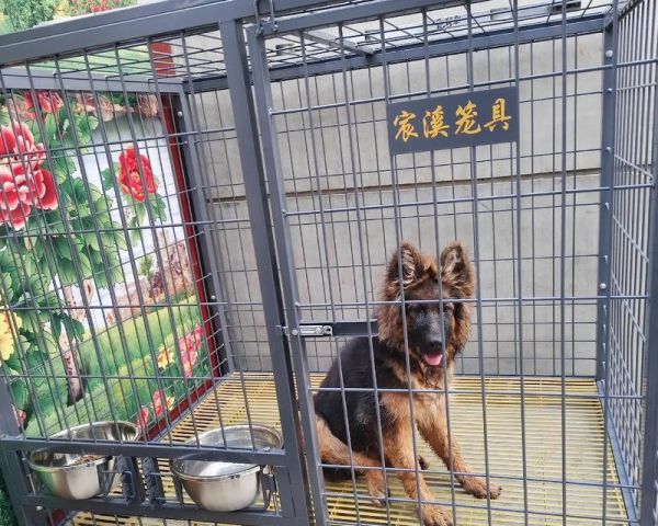 如何在笼子里养狗？（宠物狗笼养护指南，让你的狗狗健康快乐成长）