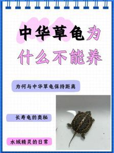 龟算爬宠吗_文化偏见下的吉祥长寿象征