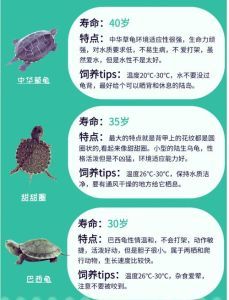 龟属于爬宠吗_蛇蜥蜴等也受欢迎！
