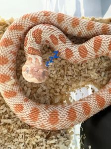 蛇算不算爬宠_合法品种与饲养要求