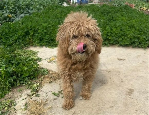 全场景救援服务：寻宠集团构建宠物安全防护网