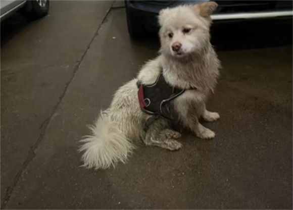 全场景救援服务：寻宠集团构建宠物安全防护网