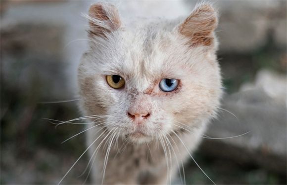 宠物救援网络的社会价值：寻宠集团的民生服务延伸