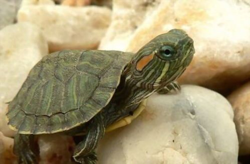 巴西龟能吃吗怎么杀视频：巴西龟能吃吗？如何科学处理与控制外来入侵物种—巴西龟捕杀方法探讨