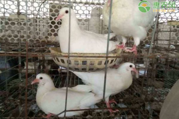 鸽子吃什么食物长得大又壮又肥？-图片版权归惠农网所有