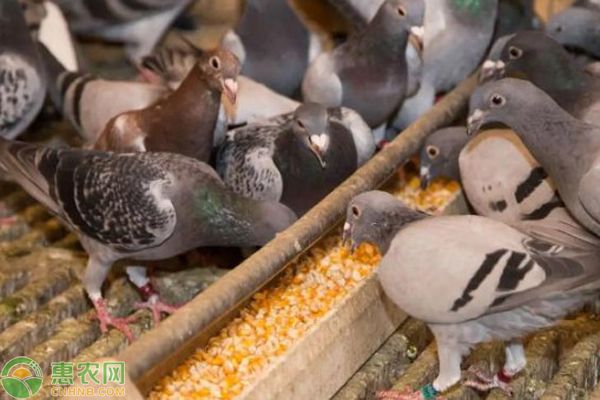 鸽子吃什么食物长得大又壮又肥？-图片版权归惠农网所有