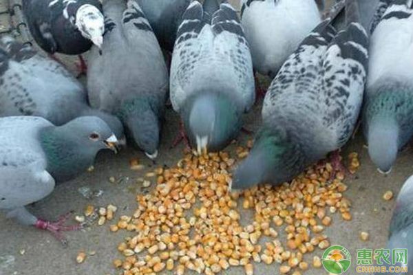 鸽子吃什么食物长得大又壮又肥？-图片版权归惠农网所有
