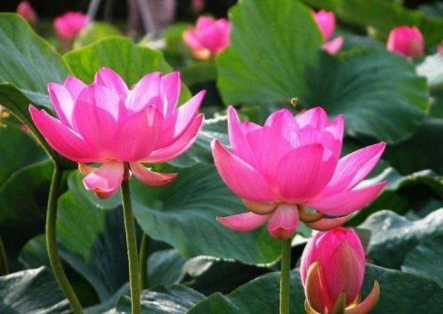 金龙鱼饲养成本大揭秘：投资与回报全解析！