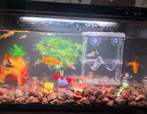 孔雀鱼爱好者们，你们是不是也听过火山石能净化水质，就一股脑儿地往鱼缸里铺？其实啊，火山石用不对，可是会害了咱们的小孔雀鱼的！ 铺火山石对孔雀鱼的危害 火山石虽然多孔能吸附，但缝隙里也容易藏污纳垢。我亲眼见过鱼便、残饵卡在火山石缝隙里，清理起来那叫一个费劲！时间一长，这些污垢就开始破坏水质，导致鱼缸水变黄，孔雀鱼还可能出现烧尾等问题。 火山石不适合铺缸底的原因 火山石铺缸底，硝化细菌可就不乐意了。它们需要氧气才能活，缸底的火山石接触不到充足氧气，硝化细菌就难以生存。这样一来，火山石不仅没起到净化作用，反而成了藏污纳垢的“罪魁祸首”，破坏鱼缸生态平衡。 火山石的正确使用方法 火山石其实应该放在过滤盒或者自制水妖精里，利用它的多孔性来培养硝化细菌，而不是直接铺在缸底。这样既能发挥火山石的吸附作用，又能避免它藏污纳垢的弊端。我自从改了这个方法，鱼缸水质明显好多了！ 孔雀鱼适宜的鱼缸环境 养孔雀鱼，裸缸才是王道！配合定期抽底换水和外置滤材箱，保持水质稳定不在话下。裸缸的好处就是看得清楚，鱼便、残饵一目了然，清理起来也方便快捷。这样孔雀鱼才能健康快乐地成长嘛！ 孔雀鱼虽然美丽，但养鱼也是一门学问哦！别再盲目铺火山石啦，用对方法才能养出健康活泼的小鱼儿~