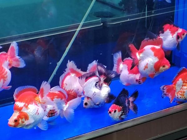 金鱼养一只好还是一对好_金鱼单养显美感，对养更活泼，养好看护水质是关键！