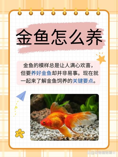 怎样养小金鱼才是正确的_水温适应水质管理喂食技巧全解析