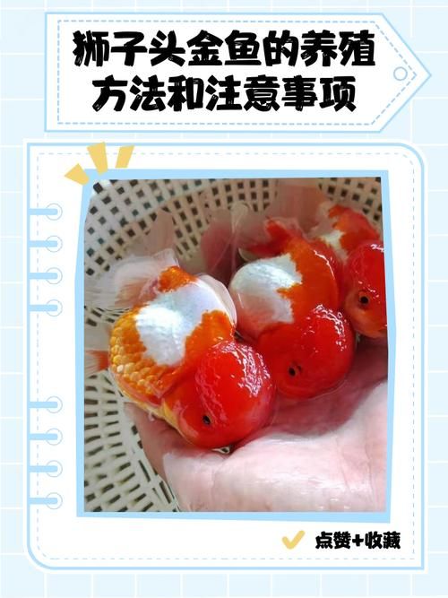 养狮子头鱼10大忌_养狮子头金鱼要注意宽敞鱼缸少量多餐，安全装饰，谨慎混养，常检查肉瘤