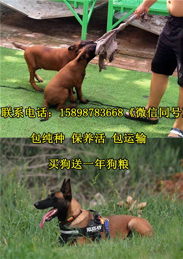 南昌德国牧羊犬养殖基地